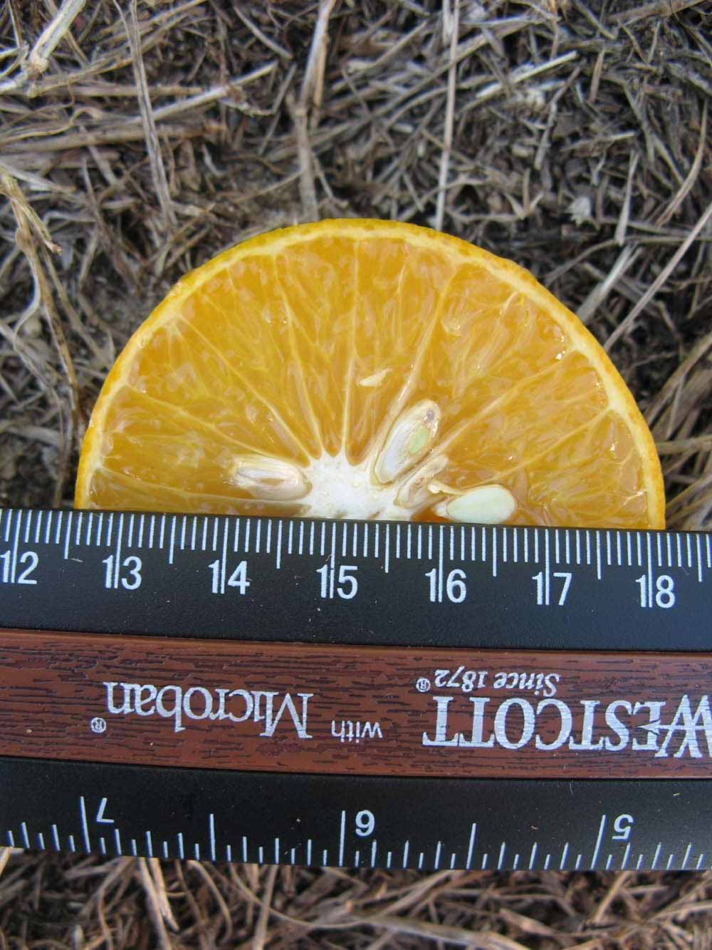              Fruit cross-section (Winter Haven, FL)       